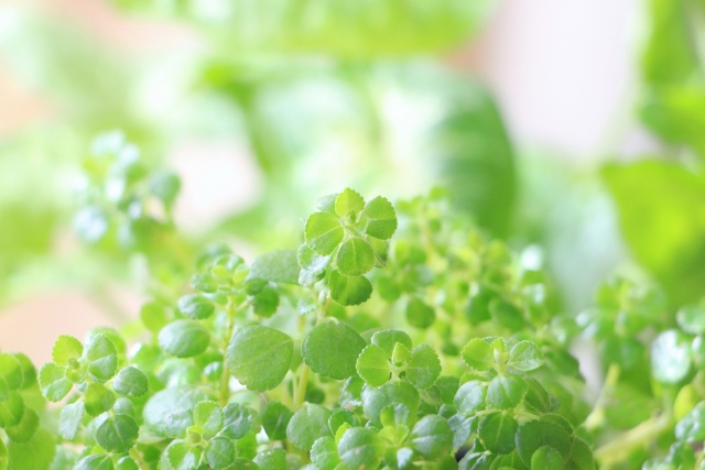 2025年度学校健康教育秋期研修会